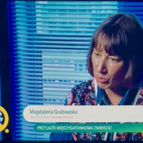 Szkoła szkolenia psów Warsztat w Dzień Dobry TVN